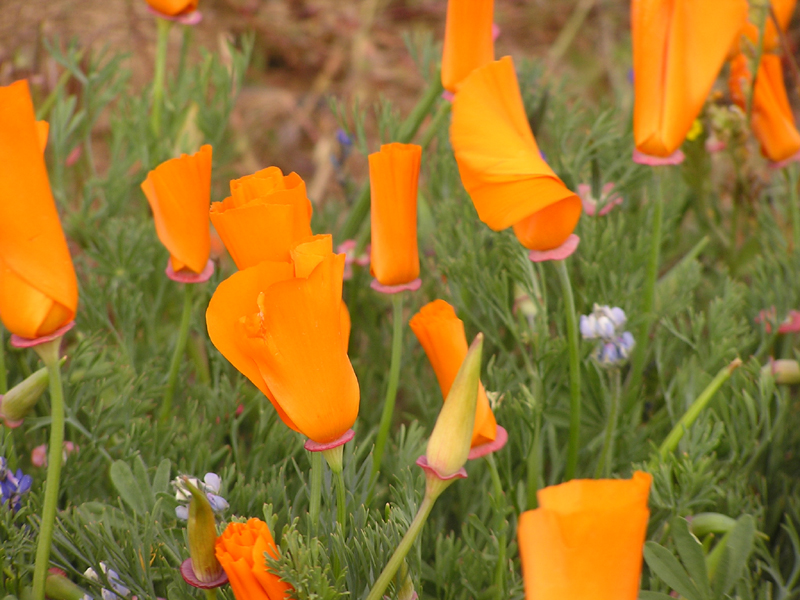 P1010177_low[1].jpg